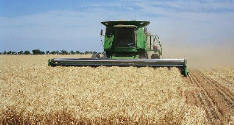 پیش بینی  برداشت  40 هزار تن گندم از مزارع کشاورزی اسلام آبادغرب