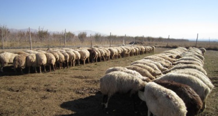 سرنوشت تلخ طرح حمایت از دامپروری های کوچک اسلام آبادغرب/ عدم همکاری بانکها در پرداخت وام های کم تر از 100 میلیون تومان