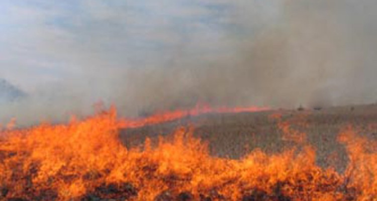 جزئیات آتش سوزی مزارع گندم در اسلام آبادغرب