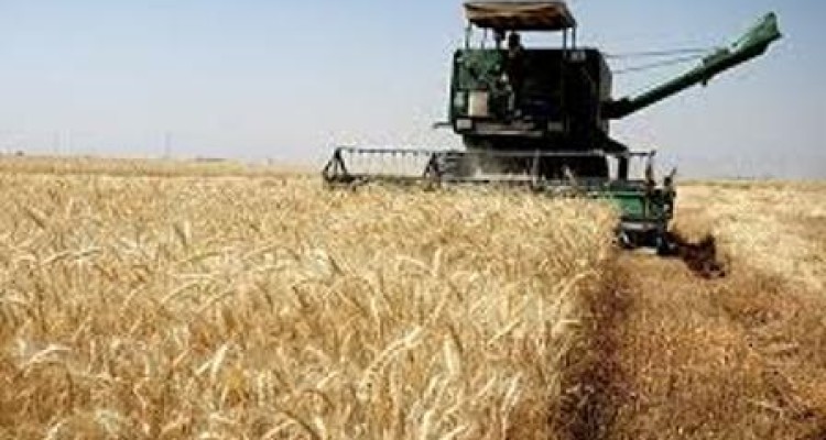 پیش بینی برداشت 50هزار تن جو از اراضی کشاورزی اسلام آبادغرب/70 درصد افزایش تولید نسبت به سال گذشته