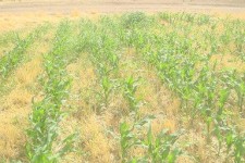 کشت مستقیم ذرت (نوتیلیج ) در سطح بیش از 100 هکتار از مزارع اسلام آبادغرب