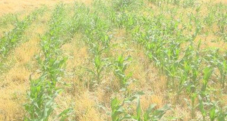 کشت مستقیم ذرت (نوتیلیج ) در سطح بیش از 100 هکتار از مزارع اسلام آبادغرب