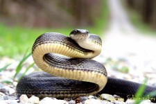 مار و عقرب دیدید خونسرد باشید!