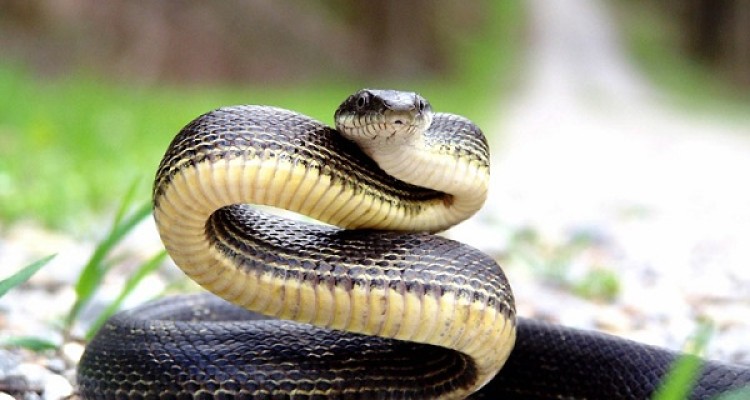 مار و عقرب دیدید خونسرد باشید!