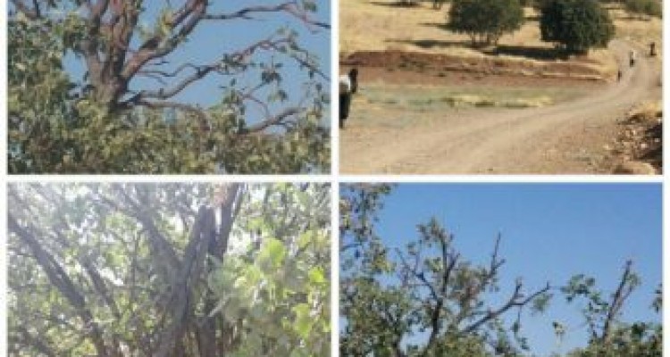 امسال درختان بلوط اسلام آباد قربانی شیرین زبانی خود شده اند