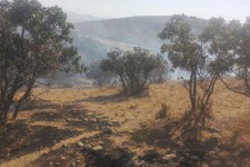 مهار آتش سوزی در جنگل های شمالی اسلام آبادغرب/سوختن نیم هکتار از مراتع و جنگلهای روستای بره سیله+عکس