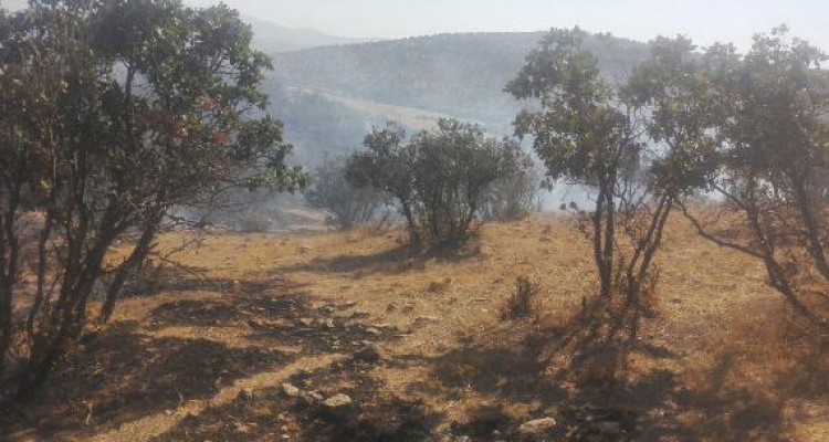 مهار آتش سوزی در جنگل های شمالی اسلام آبادغرب/سوختن نیم هکتار از مراتع و جنگلهای روستای بره سیله+عکس