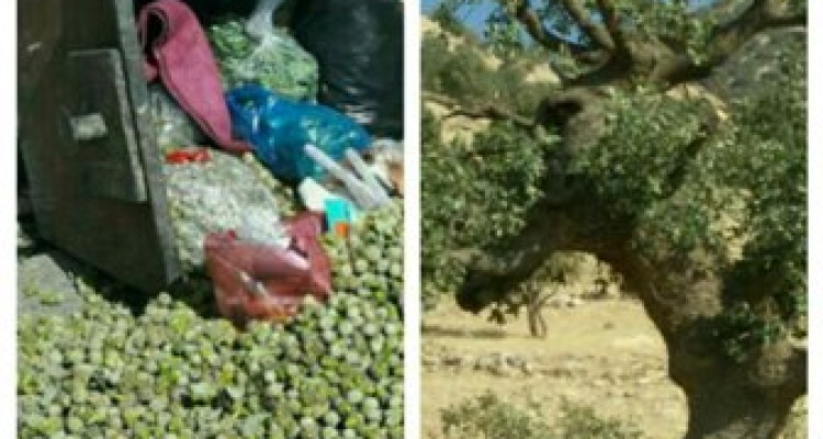 رسم ناخوشایند شوکه گیری قاتل درختان بلوط در غرب استان کرمانشاه