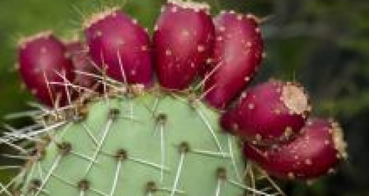 میوه کاکتوس برای چه دردی درمان است؟ 
