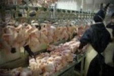 به مرغ‌‌ها هورمون تزریق می‌شود؟ 