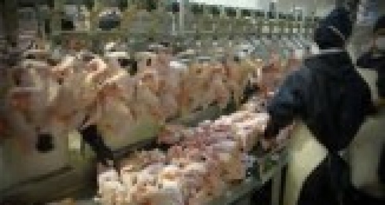 به مرغ‌‌ها هورمون تزریق می‌شود؟ 