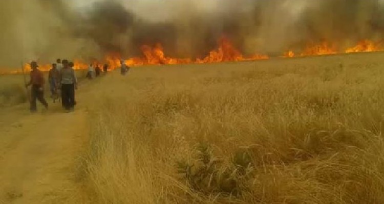 سند وعده های پوچ و بدقولی های دولت تدبیر/خاکستر ناامیدی در سفره کشاورزان اسلام آبادغرب