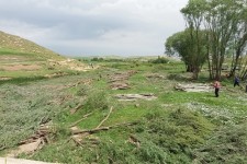 شهروند خبرنگار؛قطع درختان حاشیه رودخانه امامزاده حسن(ع) اسلام آبادغرب+تصاویر