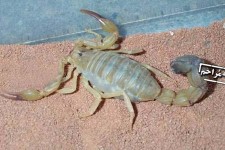 تصاویر زایمان عقرب/نمایان شدن بخشی از قدرت خداوند را ببینید