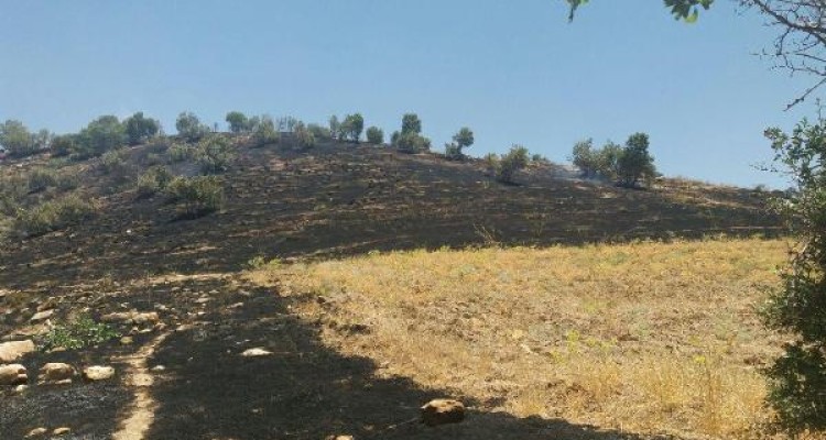 3 هکتار از مراتع و جنگل های بخش حمیل طعمه حریق شد+عکس