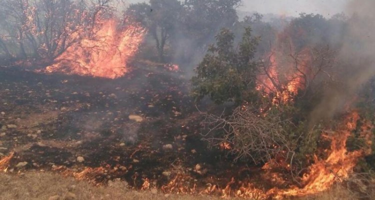 مهار سه باره آتش سوزی در ارتفاعات تنگه مرصاد اسلام آبادغرب/ سوختن 8 هکتار از مراتع و جنگل های منطقه+تصاویر
