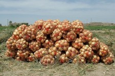 دست مافیای کشاورزی در افزایش قیمت پیاز/ افزایش قیمت و خاکسپاری محصولات دستاوردِ نبود الگوی کشت