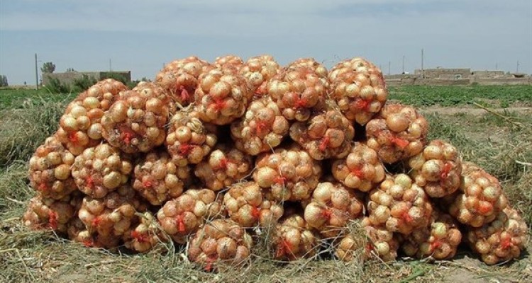 دست مافیای کشاورزی در افزایش قیمت پیاز/ افزایش قیمت و خاکسپاری محصولات دستاوردِ نبود الگوی کشت