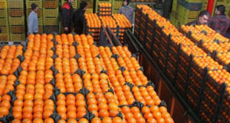 ضربه فنی باغداران ایرانی توسط نارنجی پوشان خارجی + فیلم 