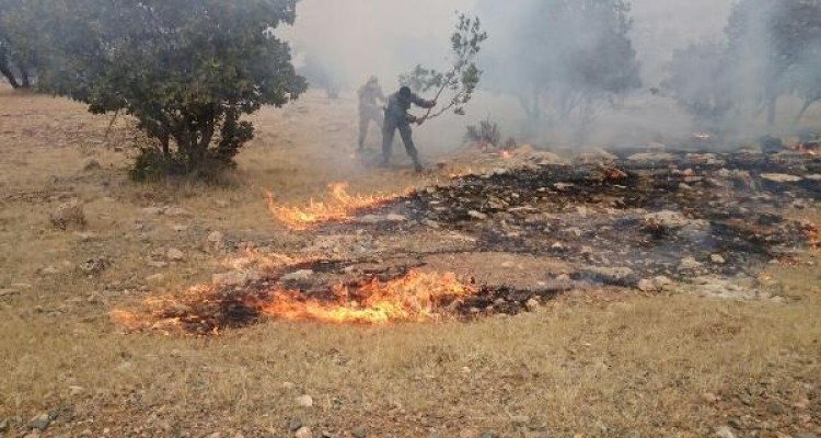 مهار آتش سوزی جنگل های جنوبی اسلام آبادغرب در کمتر از 2 ساعت+تصاویر