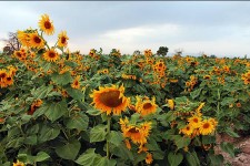 پیش بینی تولید 360 تن دانه روغنی آفتابگردان از مزارع دهستان شیان اسلام آباد غرب