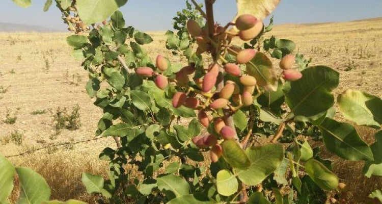 توصیه به کشت محصولات کشاورزی درآمدزا با مصرف آبی کم/ ارزیابی مطلوب باغات پسته در بخش حمیل