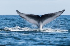 وقتی نهنگ قاتل منتظر می‌ماند موج سوار به داخل آب بیفتد + فیلم 