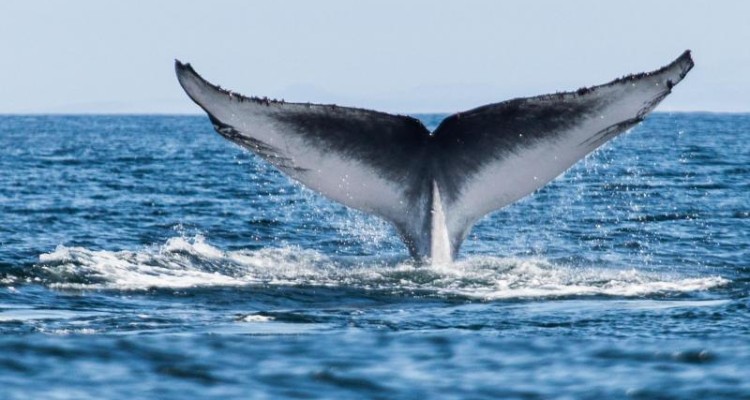 وقتی نهنگ قاتل منتظر می‌ماند موج سوار به داخل آب بیفتد + فیلم 