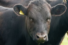 پرتاب شدن یک زن به آسمان با ضربه یک گاو + فیلم 