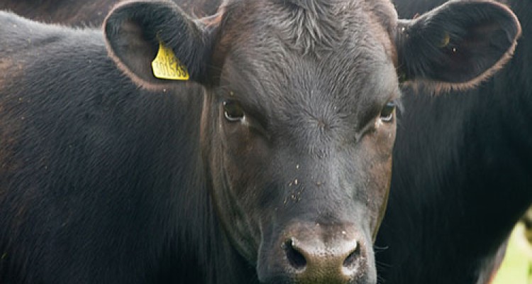 پرتاب شدن یک زن به آسمان با ضربه یک گاو + فیلم 