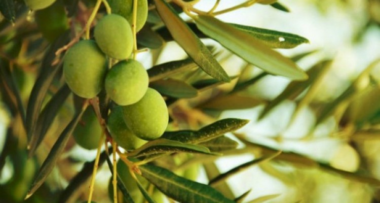 برداشت زیتون دیم از باغات ریجاب برای نخستین بار