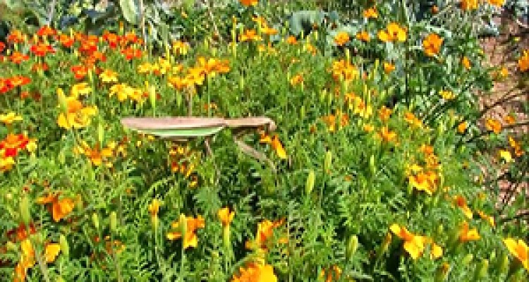 زنده زنده خوردن زنبور توسط مانتیس + فیلم 