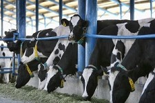 احداث گاوداري 2هزار راسي در اسلام آباد غرب