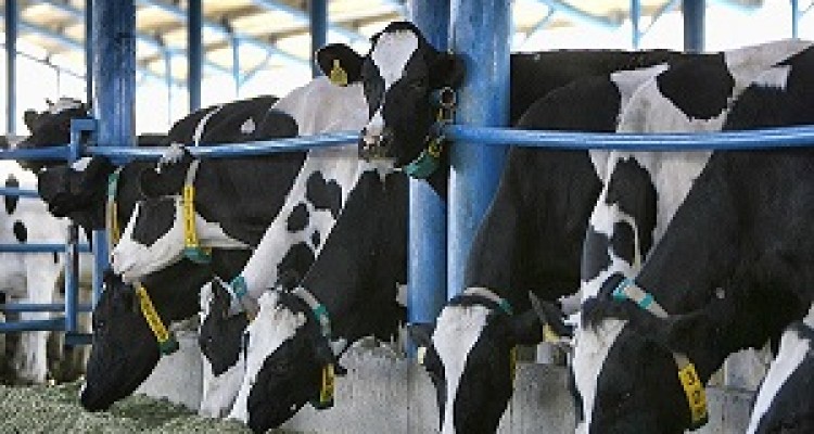 احداث گاوداري 2هزار راسي در اسلام آباد غرب