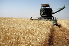 خزان خودکفایی گندم در فصل خلف وعده‌ها + صوت 