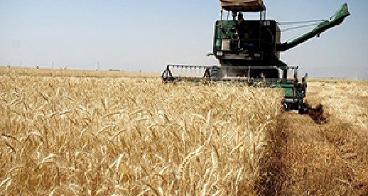 خزان خودکفایی گندم در فصل خلف وعده‌ها + صوت 