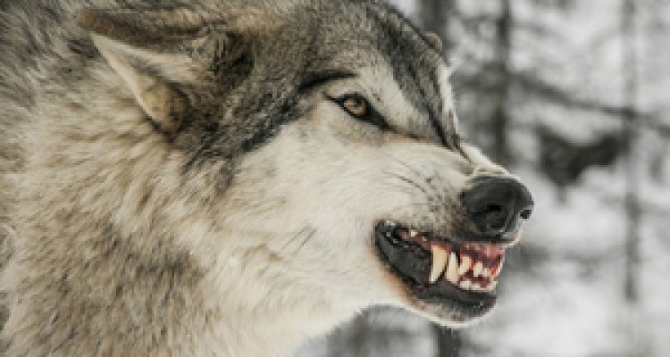 خودخوری یک گرگ به خاطر گرسنگی + فیلم 