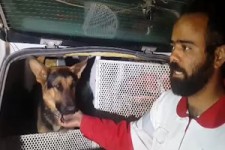 نجات ۶ نفر از زلزله‌زدگان توسط سگ‌های زنده یاب +فیلم 