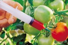 دلیل اصرار مشکوک برای خوراندن تراریخته به مردم چیست؟