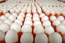 آغاز عرضه تخم مرغ شانه‌ای ۱۱هزار و ۶۰۰ تومانی از امروز/ کاهش قیمت با واردات ۲۰ هزار تن تخم مرغ