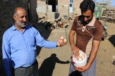 گرانی تخم مرغ و راه های ساده پیش رو!