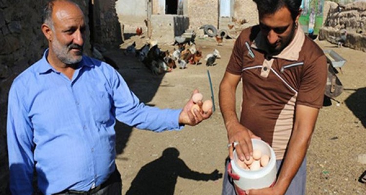 گرانی تخم مرغ و راه های ساده پیش رو!