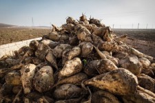 تحویل بیش از 150هزار تن چغندرقند به کارخانه قند اسلام آبادغرب