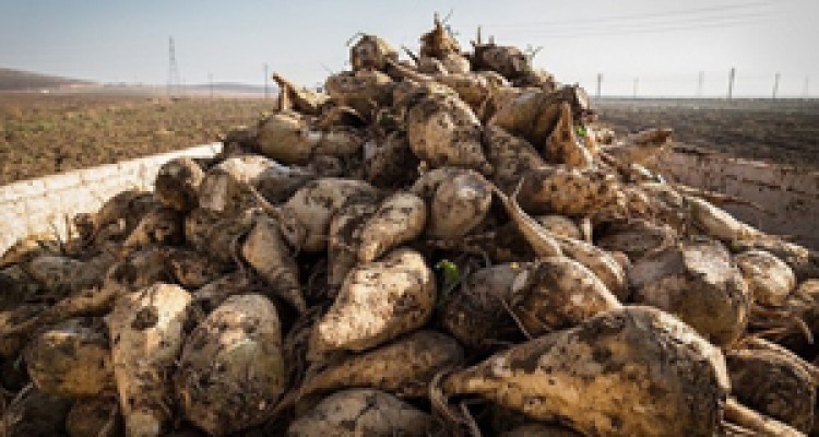 تحویل بیش از 150هزار تن چغندرقند به کارخانه قند اسلام آبادغرب