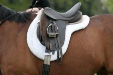 امسال دولت بیش از 35 تن زین اسب وارد کرده است