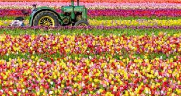 دسته گل هایی که واردات به آب می دهد!