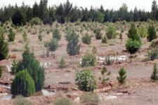 کاشت ۵۰ هزار اصله نهال در اسلام آبادغرب