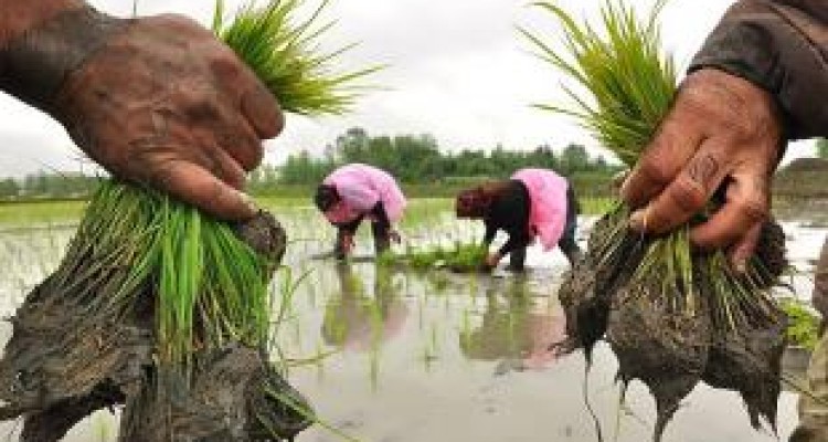 برنج حتی در مناطق خشک کشور هم کشت می شود/ پاس کاری دو وزارت خانه به هم