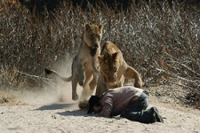 شکار یک زن توسط شیر گرسنه + فیلم 