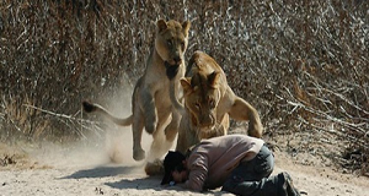 شکار یک زن توسط شیر گرسنه + فیلم 